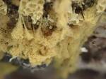 Hemitrichia clavata (Yellow Fuzz Cone-slime) 05 by Nur Ritter