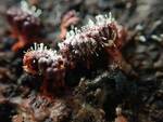 Metatrichia vesparium (Wasps Nest Slime Mold) 001 by Nur Ritter
