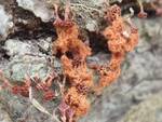 Metatrichia vesparium (Wasps Nest Slime Mold) 002 by Nur Ritter