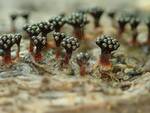 Metatrichia vesparium (Wasps Nest Slime Mold) 006 by Nur Ritter
