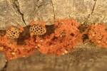 Metatrichia vesparium (Wasps Nest Slime Mold) 007 by Nur Ritter