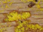 Physarum polycephalum (Many-headed Slime) 002 by Nur Ritter