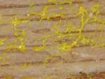 Physarum polycephalum (Many-headed Slime) 003 by Nur Ritter
