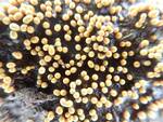 Trichia favoginea (Yellow Egg-shaped Slime Mold) 002 by Nur Ritter