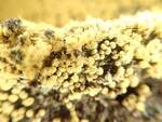 Trichia favoginea (Yellow Egg-shaped Slime Mold) 003 by Nur Ritter