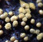 Trichia favoginea (Yellow Egg-shaped Slime Mold) 005 by Nur Ritter