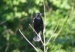 Agelaius phoeniceus (Red-winged Blackbird) 001