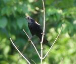 Agelaius phoeniceus (Red-winged Blackbird) 002 by Noah Long