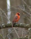 Cardinalis cardinalis (Northern Cardinal) 001 by Kathryn Krueger