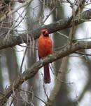 Cardinalis cardinalis (Northern Cardinal) 002 by Kathryn Krueger