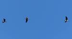 Branta canadensis (Canada Goose): flying above the meadow along the eastern end of the Gordon