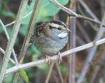 Zonotrichia albicollis (White-throated Sparrow) by Nur Ritter