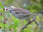 Zonotrichia albicollis (White-throated Sparrow): taking a Multiflora Rose fruit by Nur Ritter