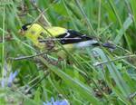 Spinus tristis (American Goldfinch): taking Chicory seeds 001 by Nur Ritter