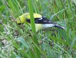 Spinus tristis (American Goldfinch): taking Chicory seeds 002