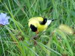 Spinus tristis (American Goldfinch): taking Chicory seeds 003 by Nur Ritter