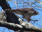 Accipiter cooperii (Cooper's Hawk) taking off from a branch by Nur Ritter