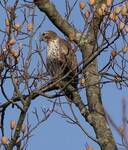 Buteo jamaicensis (Red-tailed Hawk) 001