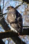Buteo jamaicensis (Red-tailed Hawk): Perched in a Tulip Tree