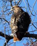 Buteo jamaicensis (Red-tailed Hawk) 002