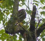 Buteo platypterus (Broad-winged Hawk) in a tree above the 'Eastern Meadow' (sorry for the poor quality image)
