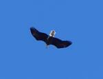 Haliaeetus leucocephalus (Bald Eagle): flying above the meadow along the eastern end of the Gordon 001 by Kathryn Krueger
