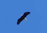 Haliaeetus leucocephalus (Bald Eagle): flying above the meadow along the eastern end of the Gordon 002 by Kathryn Krueger
