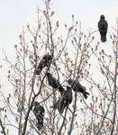 Corvus brachyrhynchos, A group of American Crows sitting in the top of a Tulip Tree 001