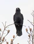 Corvus brachyrhynchos (American Crow)