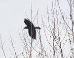 Corvus brachyrhynchos (American Crow) in flight