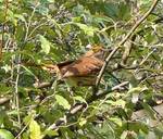 Toxostoma rufum (Brown Thrasher): foraging in an Autumn Olive tree