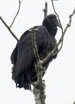 Coragyps atratus (Black Vulture) 001