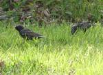 Sturnus vulgaris (European Starling) 002