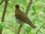 Catharus fuscescens (Veery) 003 by Nur Ritter