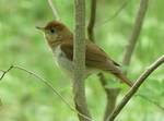 Catharus fuscescens (Veery) 004 by Nur Ritter