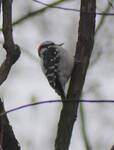 Dryobates pubescens (Downy Woodpecker) 002 by Nur Ritter