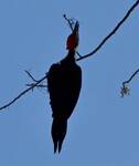 Dryocopus pileatus (Pileated Woodpecker): photo by Holly Merker by Holly Merker