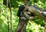 Dryocopus pileatus (Pileated Woodpecker) by Nur Ritter