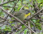 Geothlypis trichas (Common Yellowthroat) hiding in Japanese Barberry by Nur Ritter