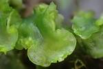 Aneura Pinguis (Small Greasewort) by Nur Ritter