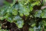 Aneura pinguis (Small Greasewort) by Nur Ritter