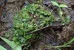 Aneura pinguis (Small Greasewort) by Nur Ritter