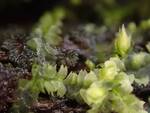 Lophocolea heterophylla (Variable-leaved Crestwort) by Nur Ritter