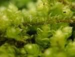 Bryoandersonia illecebra (Spoon-leaved Moss) by Nur Ritter