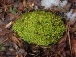 Bryoandersonia illecebra (Spoon-leaved Moss) by Nur Ritter