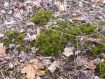 Climacium dendroides (Northern Tree Moss) by Nur Ritter