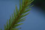 Climacium dendroides (Northern Tree Moss) by Nur Ritter