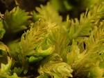 Fissidens adianthoides (Maidenhair Pocket Moss) by Nur Ritter