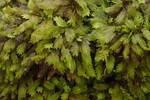 Fissidens osmundoides (Fern Pocket Moss) by Nur Ritter