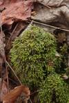 Fissidens osmundoides (Fern Pocket Moss) by Nur Ritter